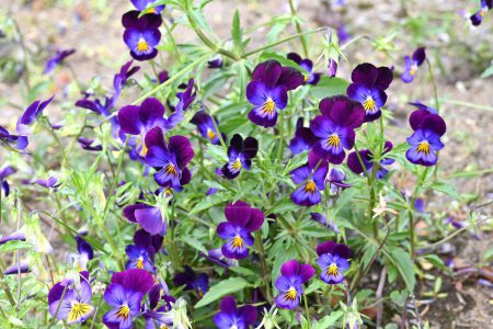 Viola flowers. These flowers are colorful and come in a wide variety of colors, so they can be enjoyed in flower beds, pots, and mixed plantings.