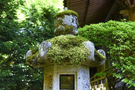 La mousse est une plante qui pousse sur le sol ou sur les rochers. Au Japon, la mousse est profondément liée à l'esthétique japonaise du "Wabi-Sabi" et est utilisée dans les jardins japonais et les bonsaïs..