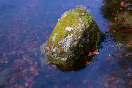 Moss is a plant that grows on the ground or on rocks. In Japan, moss is deeply connected to the Japanese aesthetic of "Wabi-Sabi," and is used in Japanese gardens and bonsai.