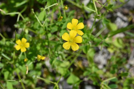 Oseille jaune (Oxslis corniculata) fleurs. Oxalidaceae plantes vivaces originaires du Japon. Fleurs jaunes à cinq pétales fleurissent du printemps à l'automne.