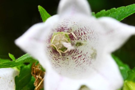  Glockenblume (Campanula punctata) blüht. Mehrjährige Campanulaceae-Pflanzen. Im Frühsommer blühen glockenförmige Blüten mit dunkelvioletten Flecken auf der Innenseite der Blütenblätter nach unten.