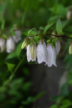  Glockenblume (Campanula punctata) blüht. Mehrjährige Campanulaceae-Pflanzen. Im Frühsommer blühen glockenförmige Blüten mit dunkelvioletten Flecken auf der Innenseite der Blütenblätter nach unten.