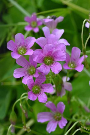 Oxalis corymbosa (Oxalis debilis) blüht. Die mehrjährigen Oxalidaceae sind in Südamerika beheimatet. Fünfblättrige rosa Blüten blühen vom Frühling bis zum Frühsommer.