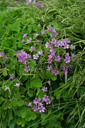 Oxalis corymbosa (Oxalis debilis) flowers. Oxalidaceae perennial plants native to South America. Five-petal pink flowers bloom from spring to early summer.
