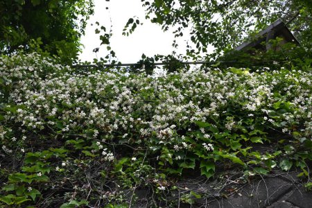 Asiatischer Jasmin (Trachelospermum asiaticum) blüht. Apocynaceae immergrüner Rebstrauch. Es kriecht Felsen und Bäume hoch und blüht propellerförmige weiße Blüten im Frühsommer.