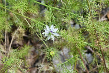 Nigella (Devil-in-a-bush) flowers and fruits. Ranunculaceae annual plants. Flowering season is from April to July, and after flowering, fruits are formed, producing black seeds.