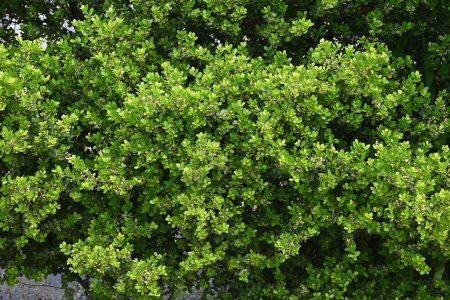 Ilex crenata (Stechpalme) blüht. Aquifoliaceae Zweihäusiger immergrüner Baum. Kleine weiße Blüten blühen von Juni bis Juli in den Blattachseln.