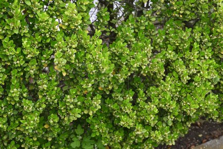 Ilex crenata (Stechpalme) blüht. Aquifoliaceae Zweihäusiger immergrüner Baum. Kleine weiße Blüten blühen von Juni bis Juli in den Blattachseln.