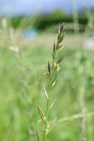 Perennial ryegrass (Lolium perenne) flowers. Poaceae perennial plants. Flowering season is from May to June. Inflorescence is spike-shaped. It is a pasture grass but has now become a weed.