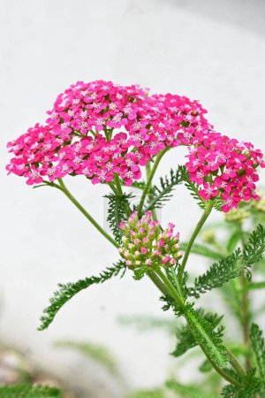 Yarrow (Achillea millefolium) flowers. Asteraceae perennial plants. Small pale pink flowers bloom in clusters from June to September. They are used for medicinal purposes, herbal teas, and salads.