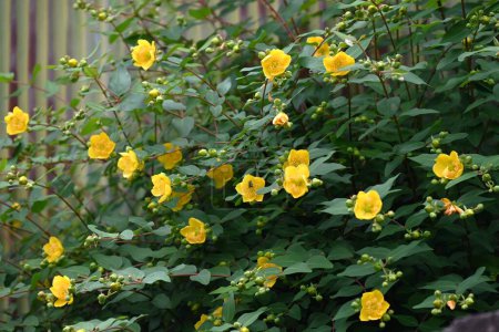 Téléchargez les photos : Hypericum patulum (Goldencup St. John's Wort) fleurs. Un arbuste Hypericaceae originaire de Chine. Floraison jaune vif, cinq pétales de mai à juillet. - en image libre de droit
