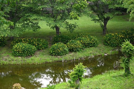 Hypericum patulum (Johanniskraut) blüht. Ein Hypericaceae-Strauch aus China. Leuchtend gelbe, fünfblättrige Blüten blühen von Mai bis Juli.
