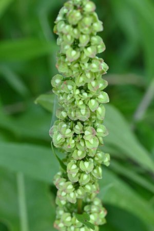 Rumex japonicus (quai japonais) Achenes. Polygonaceae plantes vivaces. Les achènes se forment après la floraison au début de l'été. Les jeunes pousses sont utilisées comme nourriture et ont des propriétés médicinales.
