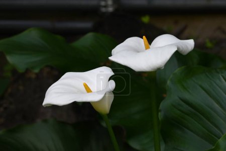 Calla fleurs de lys. Araceae plantes bulbeuses vivaces originaires d'Afrique du Sud. La partie blanche est la spathe et le spadix jaune en forme de tige au centre est la fleur.