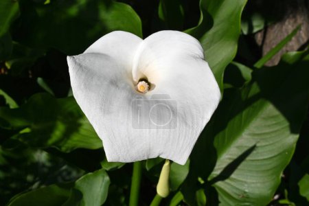 Calla lily flowers. Araceae perennial bulbous plants native to South Africa. The white part is the spathe and the yellow rod-shaped spadix in the center is the flower.
