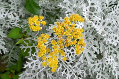Staubiger Müller (Senecio cineraria) blüht. Asteraceae mehrjährige Pflanzen. Die weißen Flimmerhärchen an Blättern und Stängeln leuchten silbrig weiß. Blütezeit ist von Mai bis Juli.