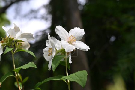 Satsuma mock orange (Philadelphus Satsumi) flowers. Hydrangeaceae deciduous shrub. Four-petaled white flowers bloom at the ends of the branches from May to June