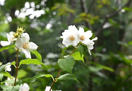 Photo for Satsuma mock orange (Philadelphus Satsumi) flowers. Hydrangeaceae deciduous shrub. Four-petaled white flowers bloom at the ends of the branches from May to June. - Royalty Free Image