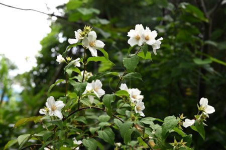 Photo for Satsuma mock orange (Philadelphus Satsumi) flowers. Hydrangeaceae deciduous shrub. Four-petaled white flowers bloom at the ends of the branches from May to June - Royalty Free Image