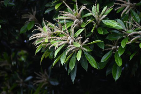 Lithocarpus edulis Baumblüten. Ein immergrüner Fagaceae-Baum, der in Japan endemisch ist. Es ist einhäusig und blüht im Frühsommer auf und trägt im Herbst Eicheln.