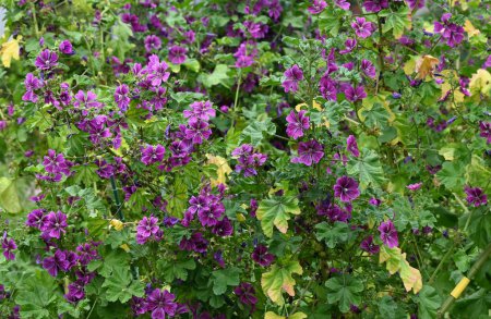 Malva común (Malva mauritiana) flores. Malvaceae perennial plants. Flores brillantes de color rojo-púrpura florecen desde principios del verano hasta el verano.