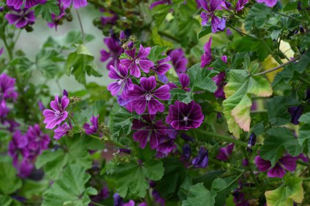 Die Malve (Malva mauritiana) blüht. Malvaceae mehrjährige Pflanzen. Leuchtend rot-violette Blüten blühen vom Frühsommer bis zum Sommer.