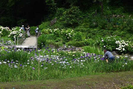 Scène d'un jardin d'iris japonais en pleine floraison. Fleurs saisonnières matériel de fond.
