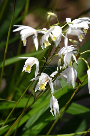 Hyacinth orchid (Bletilla striata) white flowers. Orchidaceae perennial plants. Flowering season is from May to June.