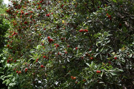 Rote Lorbeerbeeren. Zweihäusig, wobei die weibliche Pflanze die Beeren trägt. Süß und sauer im Geschmack, werden sie roh gegessen oder zur Herstellung von Marmeladen und Obstweinen verwendet.