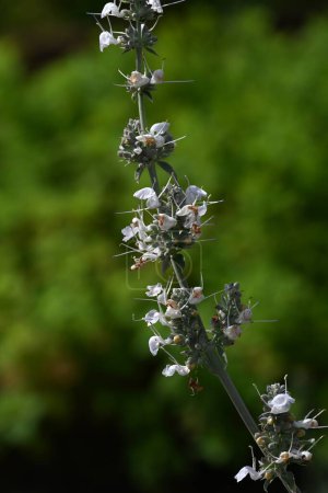 Photo for White sage (Salvia apiana) flowers. Lamiaceae evergreen shrub. White lip-shaped flowers bloom from April to June. It was used in ceremonies and prayers as a "sacred tree." - Royalty Free Image