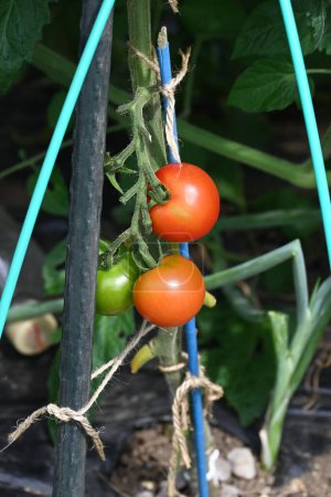 Tomatenanbau in einem Gemüsegarten. Tomaten können etwa 50 Tage nach ihrer Blüte geerntet werden.