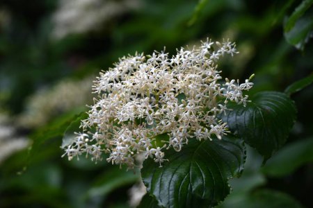 Riesenhartriegel (Cornus controversa) blüht. Cornaceae Laubbaum. Kleine, vierblättrige weiße Blüten blühen im Frühsommer dicht.