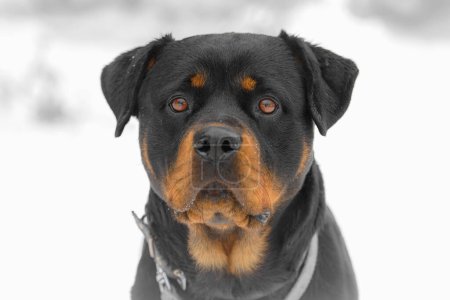 Téléchargez les photos : Photo portrait rapprochée de Rottweiler. - en image libre de droit