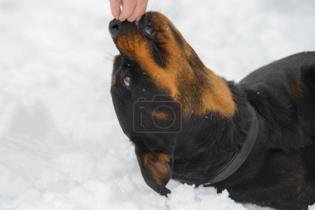 Photo for Funny photo dog of Rottweiler. - Royalty Free Image