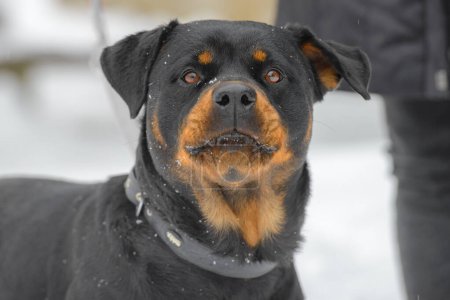 Photo for Closeup portrait photo of Rottweiler. - Royalty Free Image