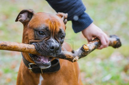 Photo for German boxer dog chewing stick in the park. - Royalty Free Image