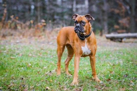 Photo for German boxer dog in the park. - Royalty Free Image