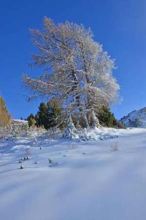 Téléchargez les photos : Un mélèze couvert de neige en hiver - en image libre de droit