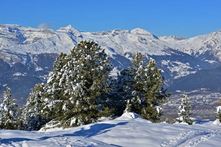 Téléchargez les photos : Neige fraîche sur les arbres et les Alpes suisses en arrière-plan dans le canton valaisan du sud de la Suisse - en image libre de droit
