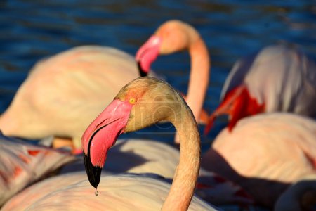 Photo for Droplet of water dripping from a flamingo's beak - Royalty Free Image