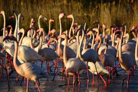 Photo for A flock of Flamingos wading in a lagoon - Royalty Free Image