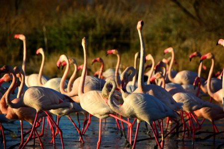 A flock of Flamingos wading in a lagoon