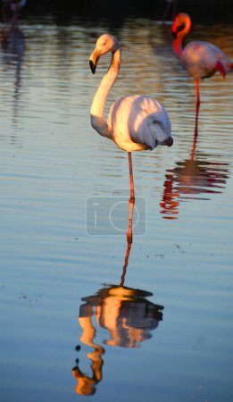 Photo for A Flamingo resting on one leg and preparing for sleep - Royalty Free Image