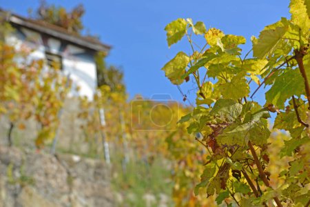 Téléchargez les photos : Vignobles à l'automne avec une petite maison blanche en arrière-plan. Prise dans le canton suisse de Vaud - en image libre de droit