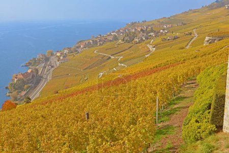 Téléchargez les photos : Vignobles surplombant le lac Léman dans la zone classée UNESCO de Lavaux, à l'automne. Prise dans le canton suisse de Vaud - en image libre de droit