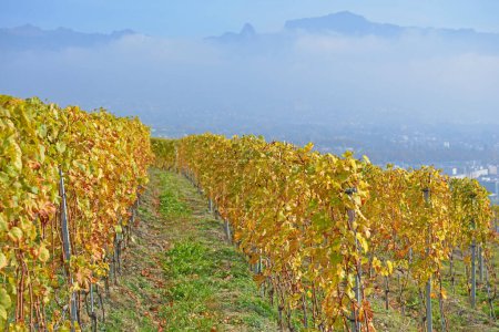 Photo for Lines of trellised vines by Lake Geneva in the UNESCO listed area of Lavaux, in the fall, with the Alps in the background. Taken in the swiss canton of Vaud - Royalty Free Image
