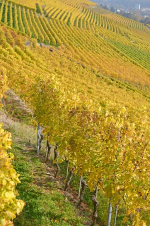 Téléchargez les photos : Lignes de vignes treillis au bord du lac Léman dans la zone classée par l'UNESCO de Lavaux, à l'automne, avec la ville de Vevey en arrière-plan. Prise dans le canton suisse de Vaud - en image libre de droit