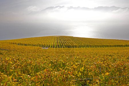 Téléchargez les photos : Vignobles au bord du lac Léman dans la zone classée par l'UNESCO de Lavaux, à l'automne, avec les Alpes en arrière-plan. Prise dans le canton suisse de Vaud - en image libre de droit