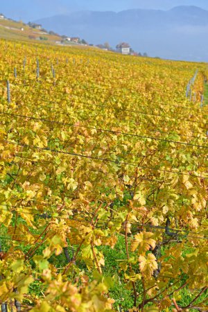 Téléchargez les photos : Vignobles au bord du lac Léman dans la zone classée par l'UNESCO de Lavaux, à l'automne, avec les Alpes en arrière-plan. Prise dans le canton suisse de Vaud - en image libre de droit