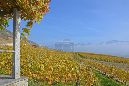 Téléchargez les photos : Vignobles surplombant le lac Léman dans la zone classée par l'UNESCO de Lavaux, à l'automne, avec un treillis et une pergola au premier plan. Prise dans le canton suisse de Vaud - en image libre de droit